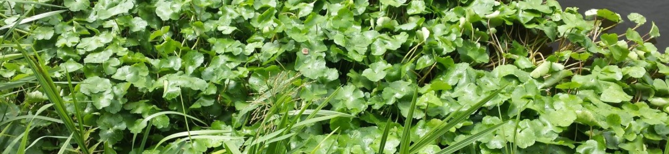 Grote waternavel
